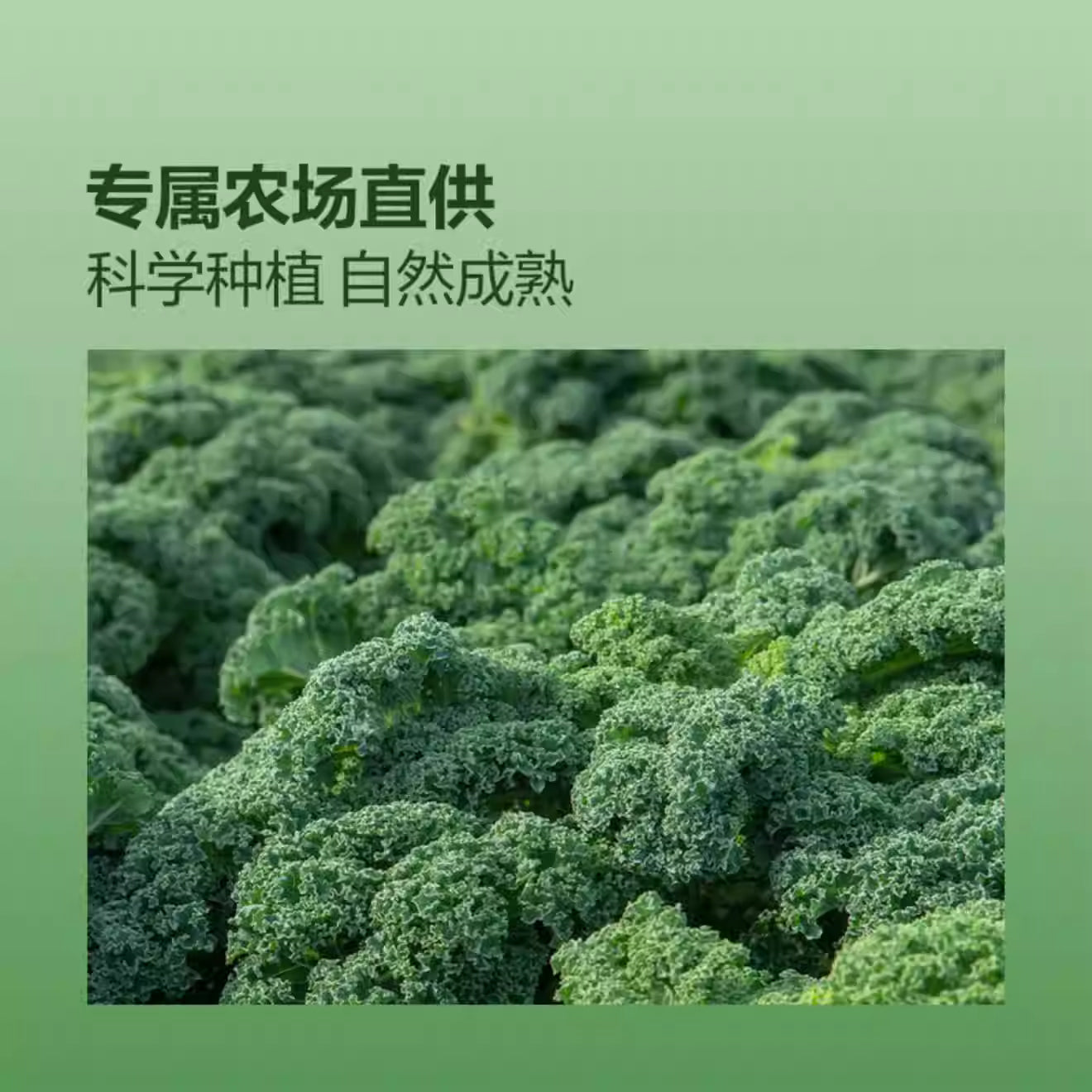 轻元素 羽衣甘蓝粉|单包3.5g
